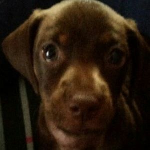 Meet your Posher, Krissy